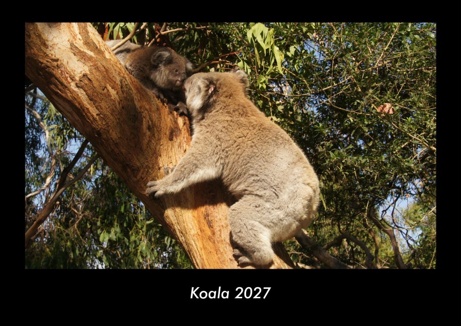 Koala 2027 Fotokalender DIN A3 - Tobias Becker