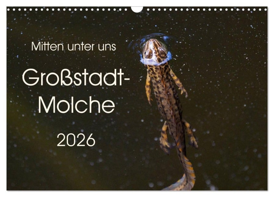 Mitten unter uns - Großstadt-Molche (Wandkalender 2026 DIN A3 quer), CALVENDO Monatskalender - Anne Wibke Hildebrandt