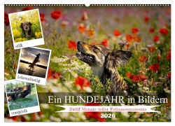 Cover-Bild zum Titel 'Ein Hundejahr in Bildern (Wandkalender 2026 DIN A2 quer), CALVENDO Monatskalender' von 'Daniel Pelz'
