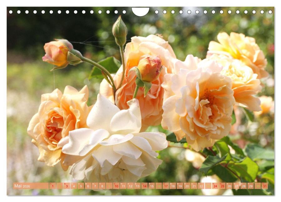 InsideView 10