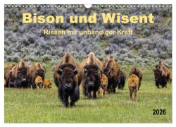 Bison und Wisent - Riesen mit unbändiger Kraft (Wandkalender 2026 DIN A3 quer), CALVENDO Monatskalender - Peter Roder