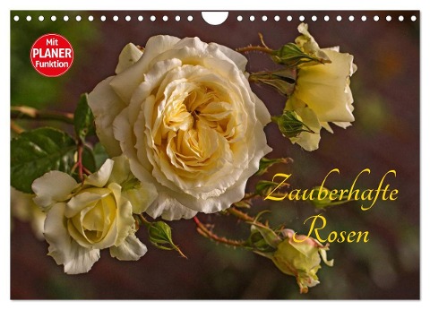 Zauberhafte Rosen (Wandkalender 2024 DIN A4 quer), CALVENDO Monatskalender - Andrea Potratz