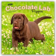 Chocolate Labrador Retriever Puppies - Braune Labrador Retriever Welpen 2026 - 16-Monatskalender - Browntrout Publishers