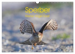 Cover-Bild zum Titel 'Sperber - Kleiner Vogel Greif (Wandkalender 2026 DIN A3 quer), CALVENDO Monatskalender' von 'Hermann Knüwer'
