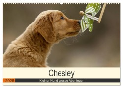 Cover-Bild zum Titel 'Chesley Kleiner Hund grosse Abenteuer (Wandkalender 2026 DIN A2 quer), CALVENDO Monatskalender' von 'Hundefotografie Bea Müller'