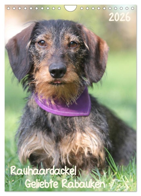 Geliebte Rabauken - Rauhaardackel (Wandkalender 2026 DIN A4 hoch), CALVENDO Monatskalender - Barbara Mielewczyk
