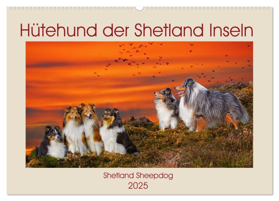 Hütehund der Shetland Inseln - Shetland Sheepdog (Wandkalender 2025 DIN A2 quer), CALVENDO Monatskalender - Sigrid Starick