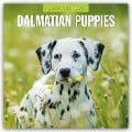 Dalmatian Puppies - Dalmatiner Welpen 2025 - 16-Monatskalender - 