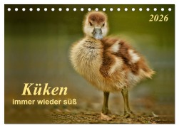 Cover-Bild zum Titel 'Küken - immer wieder süß (Tischkalender 2026 DIN A5 quer), CALVENDO Monatskalender' von 'Peter Roder'