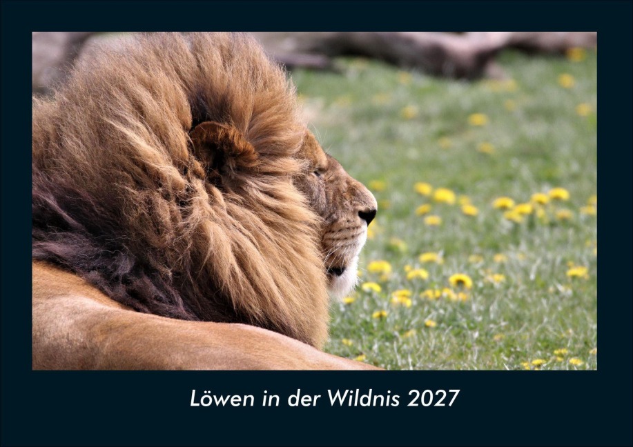 Löwen in der Wildnis 2027 Fotokalender DIN A4 - Tobias Schmitt, Kevin Heber
