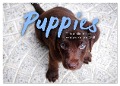 Puppies - Die niedlichsten Vierbeiner der Welt. (Wandkalender 2024 DIN A2 quer), CALVENDO Monatskalender - Sf Sf