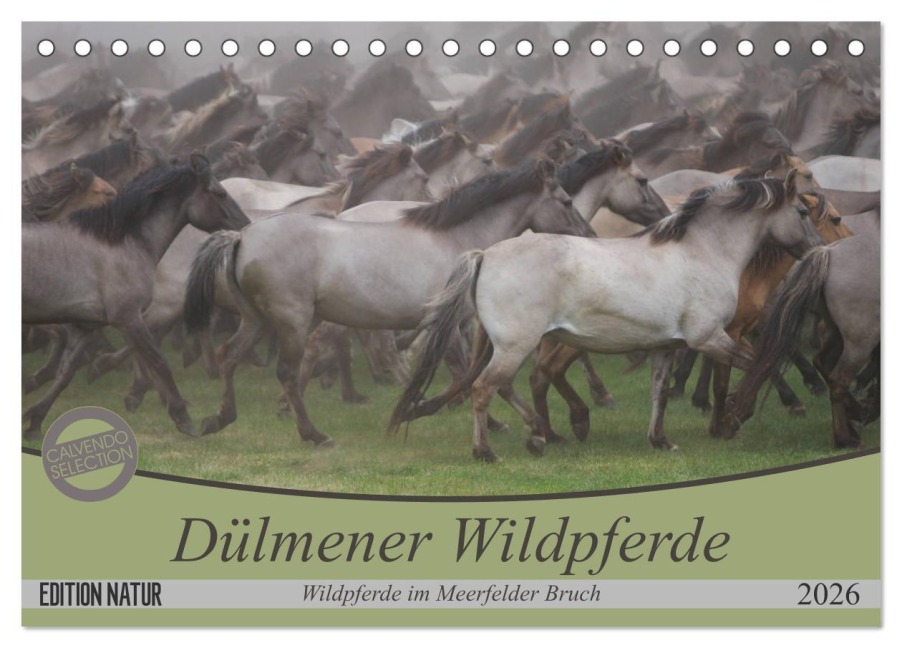 Dülmener Wildpferde - Wildpferde im Meerfelder Bruch (Tischkalender 2026 DIN A5 quer), CALVENDO Monatskalender - B. Mielewczyk