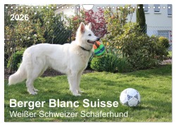 Cover-Bild zum Titel 'Berger Blanc Suisse - Weißer Schweizer Schäferhund (Wandkalender 2026 DIN A4 quer), CALVENDO Monatskalender' von 'Margarete Brunhilde Kesting'