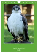 Cover-Bild zum Titel 'Raubvögel - Die Jäger der Lüfte (Wandkalender 2026 DIN A4 hoch), CALVENDO Monatskalender' von 'Arno Klatt'