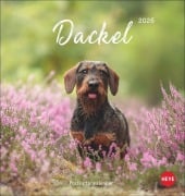 Dackel Postkartenkalender 2026 - 