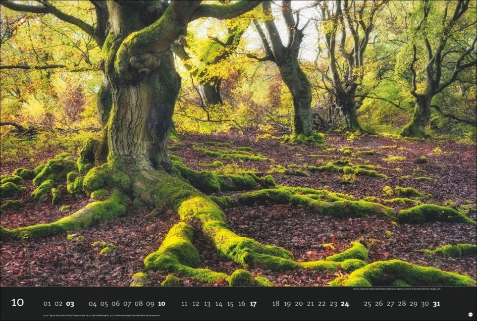 InsideView 10