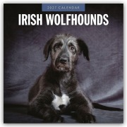 Cover-Bild zum Titel 'Irish Wolfhounds - Irischer Wolfshund 2027 - 16-Monatskalender' von 'Robin Red'