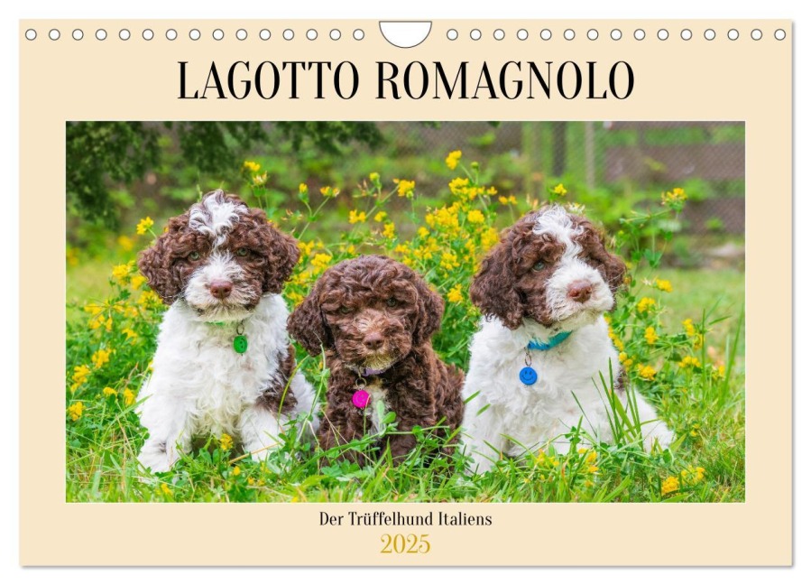 Lagotto Romagnolo - der Trüffelhund Italiens (Wandkalender 2025 DIN A4 quer), CALVENDO Monatskalender - Sigrid Starick