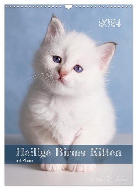 Heilige Birma Kittenkalender mit Planer (Wandkalender 2024 DIN A3 hoch), CALVENDO Monatskalender - Michaela Thoms