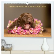 Liebenswerter Labrador 2026 (hochwertiger Premium Wandkalender 2026 DIN A2 quer), Kunstdruck in Hochglanz - Annett Mirsberger
