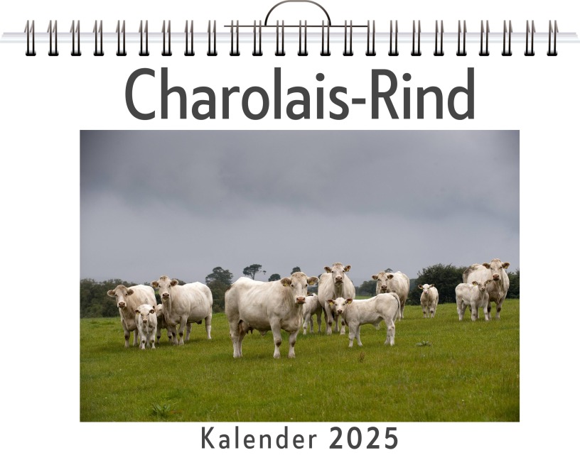 Charolais-Rind - Linus Braun