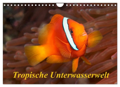 Tropische Unterwasserwelt (Wandkalender 2024 DIN A4 quer), CALVENDO Monatskalender - Martin Rauchenwald