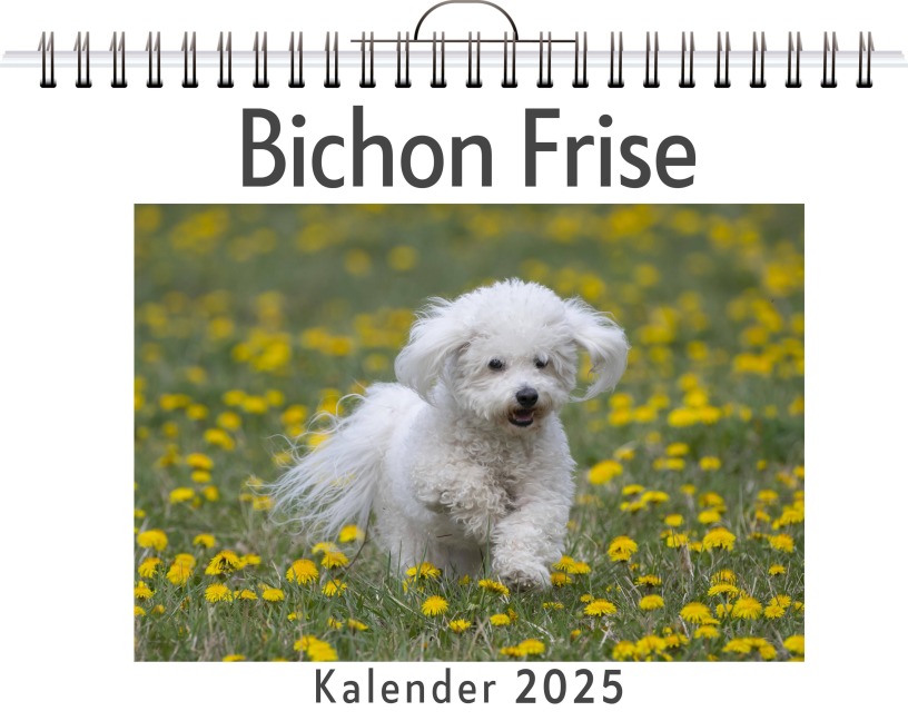 Bichon Frise - Felix Kaiser