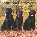 Labrador Retrievers 2025 12 X 24 Inch Monthly Square Wall Calendar Plastic-Free - Browntrout