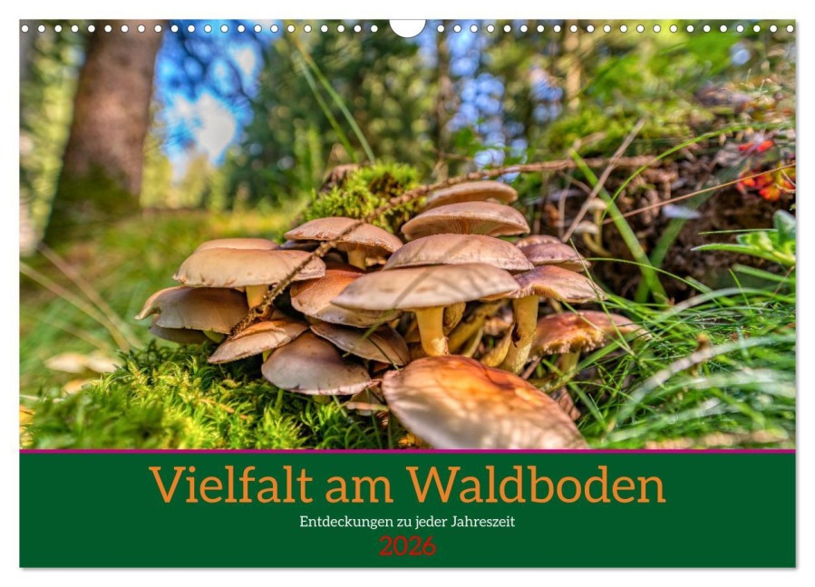 Vielfalt am Waldboden (Wandkalender 2026 DIN A3 quer), CALVENDO Monatskalender - Torsten Irmer
