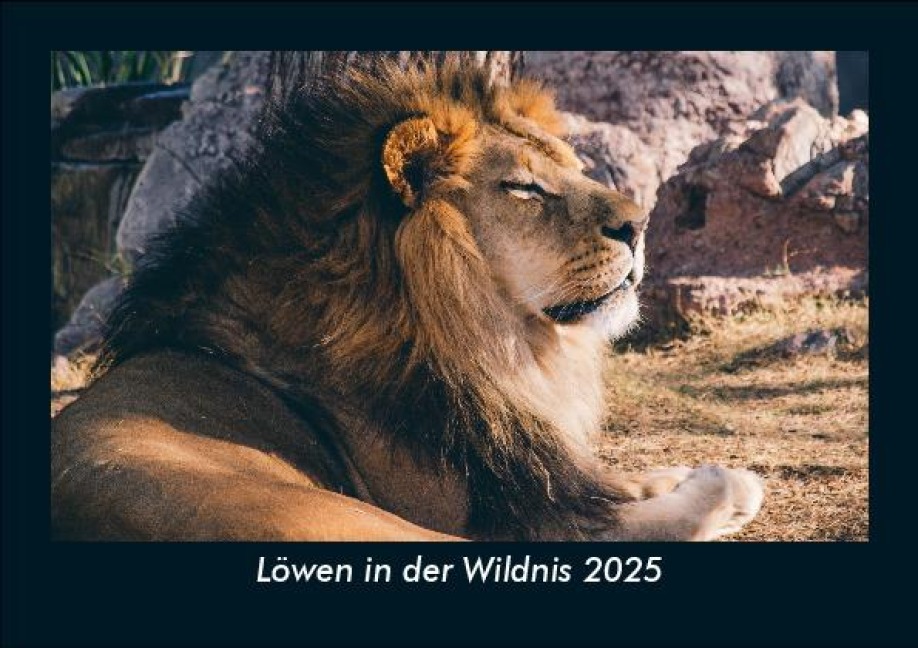 Löwen in der Wildnis 2025 Fotokalender DIN A5 - Tobias Becker