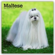 Maltese - Malteser 2026 - 16-Monatskalender - Browntrout Publishers