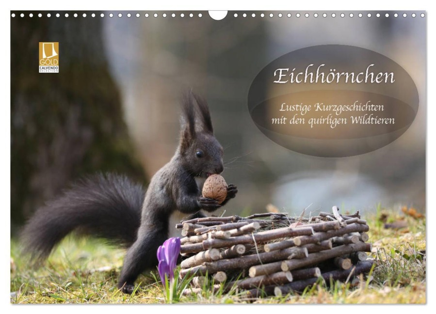 Eichhörnchen - Lustige Kurzgeschichten mit den quirligen Wildtieren (Wandkalender 2026 DIN A3 quer), CALVENDO Monatskalender - Birgit Cerny