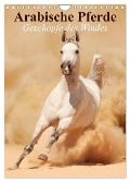 Arabische Pferde ¿ Geschöpfe des Windes (Wandkalender 2024 DIN A4 hoch), CALVENDO Monatskalender - Elisabeth Stanzer