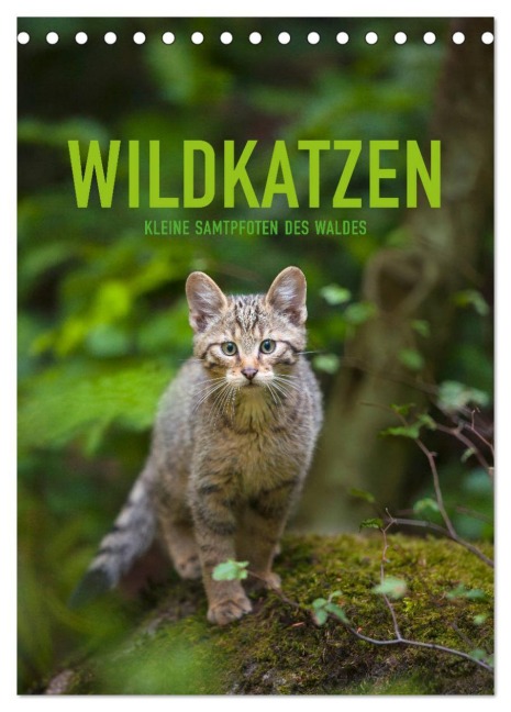 Wildkatzen - Kleine Samtpfoten des Waldes (Tischkalender 2026 DIN A5 hoch), CALVENDO Monatskalender - Christina Krutz