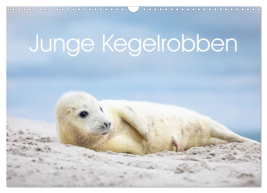 Junge Kegelrobben (Wandkalender 2026 DIN A3 quer), CALVENDO Monatskalender - David Oberholzer - www. davidoberholzer. ch