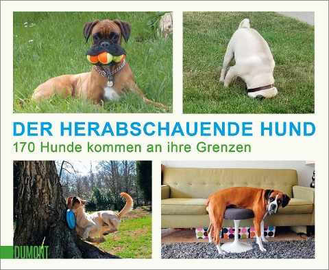 Der herabschauende Hund - 