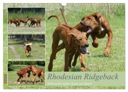 Cover-Bild zum Titel 'Rhodesian Ridgeback - Halbstarke außer Rand und Band (Wandkalender 2026 DIN A3 quer), CALVENDO Monatskalender' von 'Birgit Bodsch'