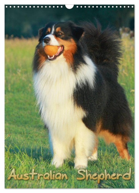 Australian Shepherd (Wandkalender 2026 DIN A3 hoch), CALVENDO Monatskalender - Barbara Mielewczyk