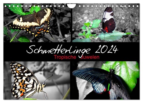 Schmetterlinge 2024 - Tropische Juwelen (Wandkalender 2024 DIN A4 quer), CALVENDO Monatskalender - Hamburg Mirko Weigt