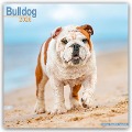 Bulldog - Bulldoggen 2025 - 16-Monatskalender - Avonside Publishing Ltd