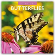 Cover-Bild zum Titel 'Butterflies - Schmetterlinge 2027 - 16-Monatskalender' von 'Robin Red'
