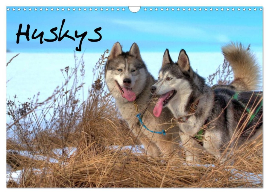 Huskys (Wandkalender 2026 DIN A3 quer), CALVENDO Monatskalender - Jens Kalanke