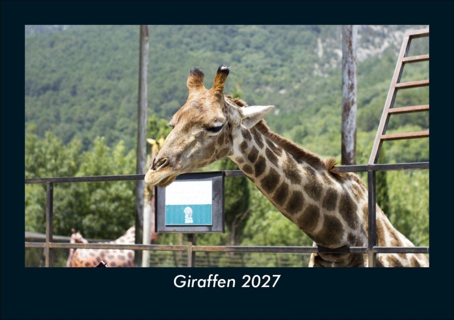 Giraffen 2027 Fotokalender DIN A5 - Tobias Schmitt, Kevin Heber