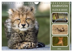 Cover-Bild zum Titel 'Raubkatzen - groß & klein (Wandkalender 2026 DIN A4 quer), CALVENDO Monatskalender' von 'MoNo-Foto MoNo-Foto'