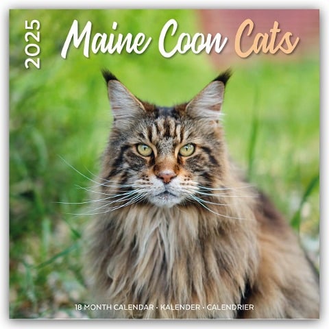 Maine Coon Cats - Main Coon Katzen 2025 - 18-Monatskalender - Original Plenty Gifts-Kalender [Mehrsprachig] [Kalender] - Plenty Gifts