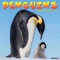 Penguins 2025 12 X 12 Wall Calendar - Willow Creek Press