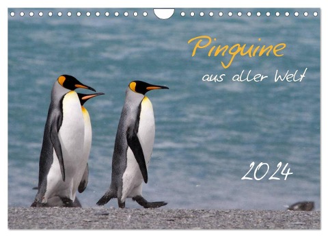 Pinguine aus aller Welt (Wandkalender 2024 DIN A4 quer), CALVENDO Monatskalender - Brigitte Schlögl