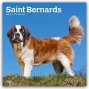 Cover-Bild zum Titel 'Saint Bernards - Bernhardiner 2027 - 16-Monatskalender' von 'Browntrout Publishers'