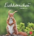 Eichhörnchen Postkartenkalender 2025 - 