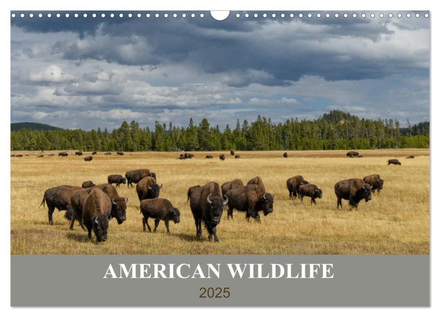 American Wildlife (Wandkalender 2025 DIN A3 quer), CALVENDO Monatskalender - Christian Heeb